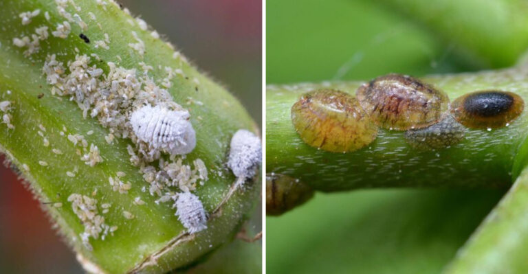 These Are The Summer Pests That Move From Pennsylvania Gardens Into Your Home Plants