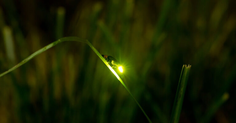 These Are The Texas Firefly Species Most Likely To Be In Your Yard