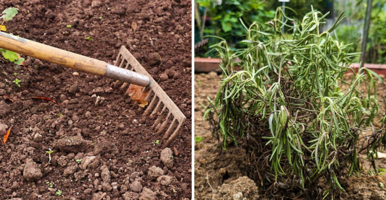 These Are The Texas Garden Mistakes That Cost Homeowners The Most Money Every Single Year