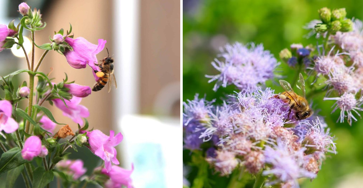 bee on flowers