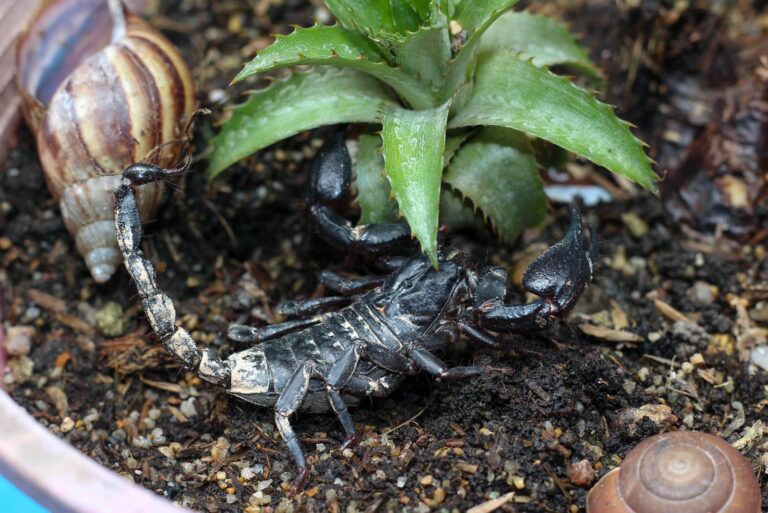 scorpion in flower pot