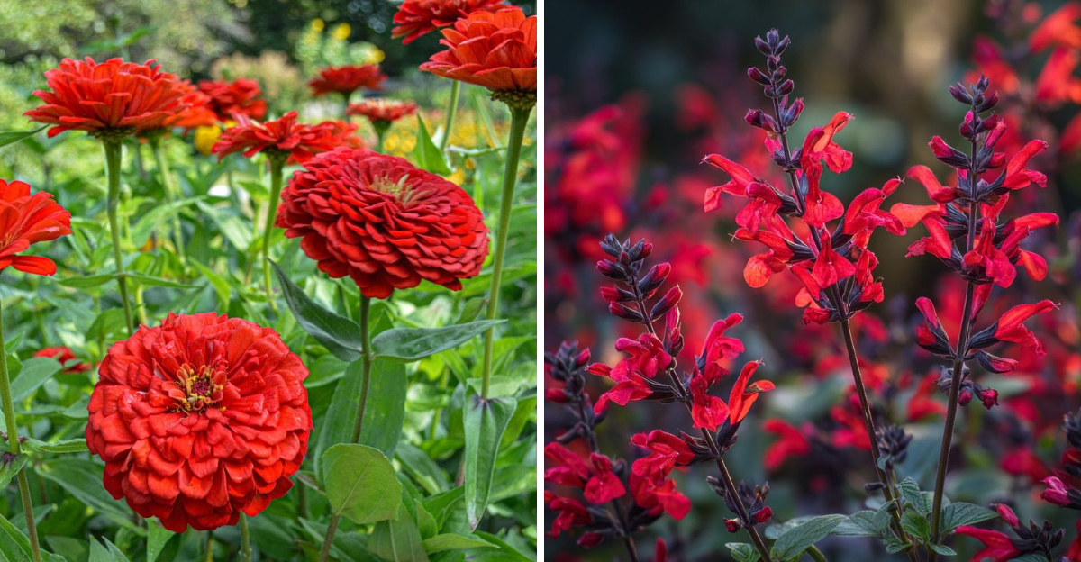 zinnia and salvia splendens