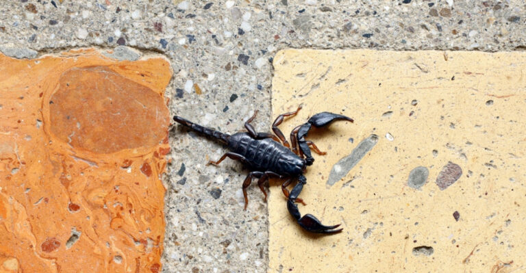 These Are The Texas Weather Patterns That Drive The Most Dangerous Scorpion Activity Into Homes