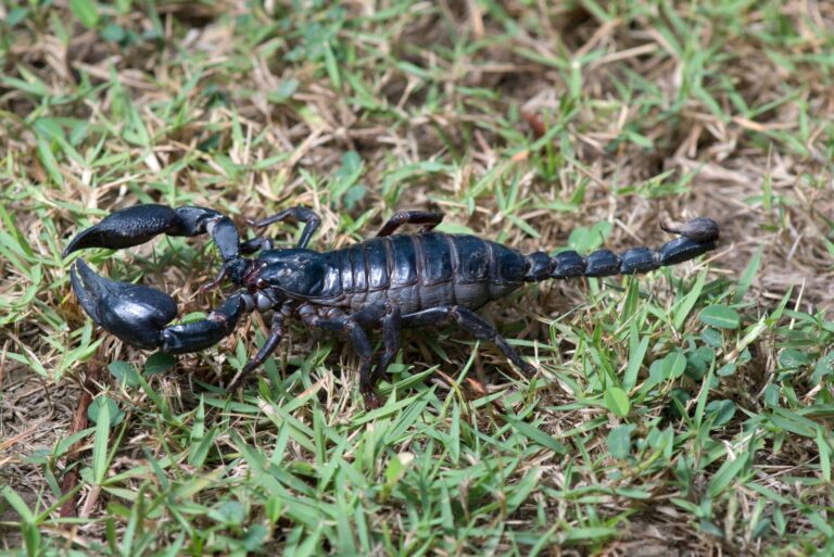 scorpion