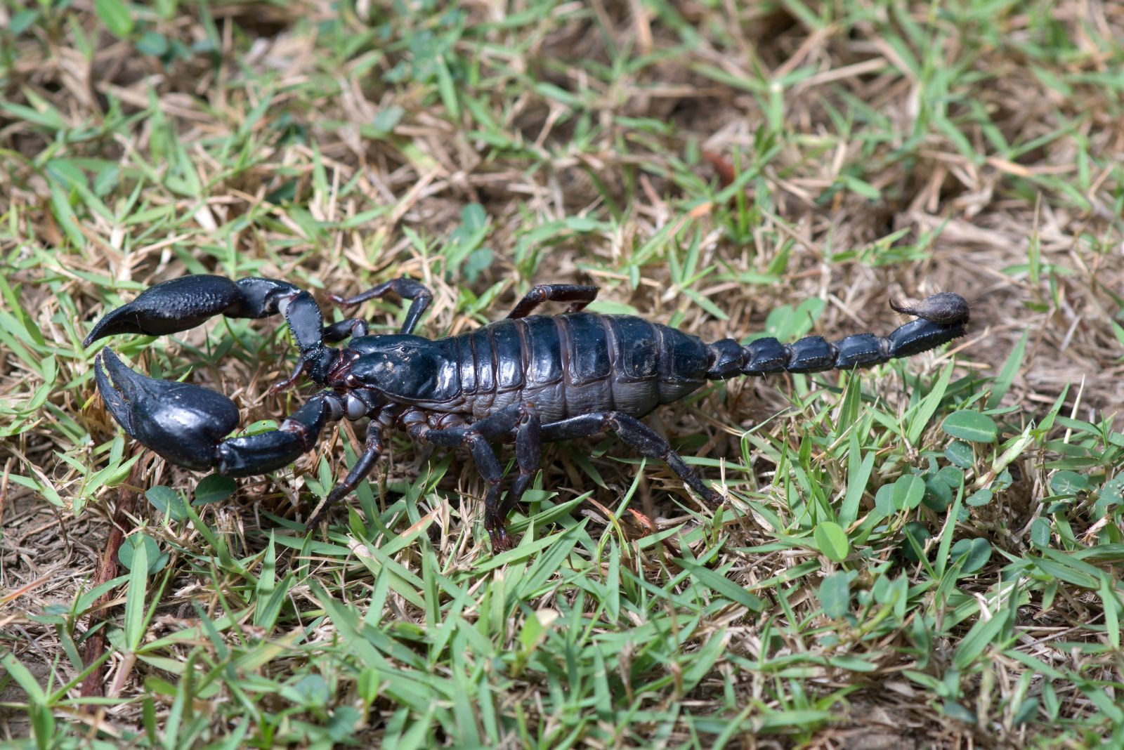 scorpion