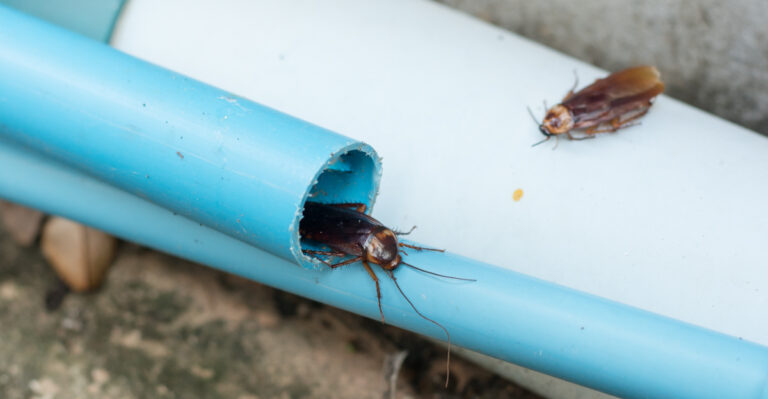 Cockroach (featured image)