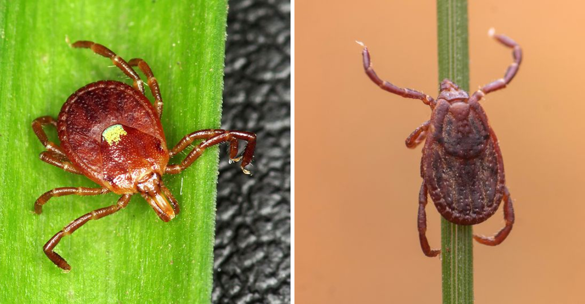 ticks