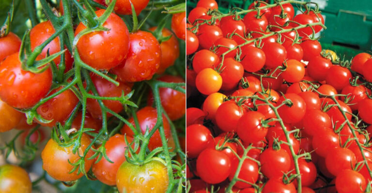 These Are The Tomato Varieties That Reliably Work In Coastal Oregon