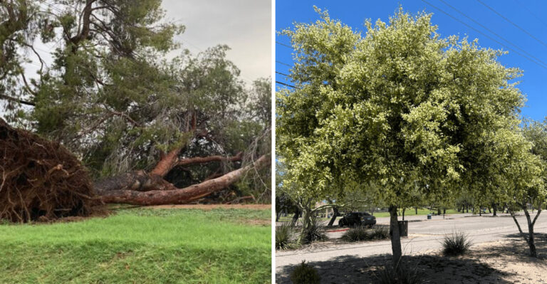 These Are The Trees Arizona Homeowners Lose Every Monsoon Season And The Safer Alternatives Worth Planting