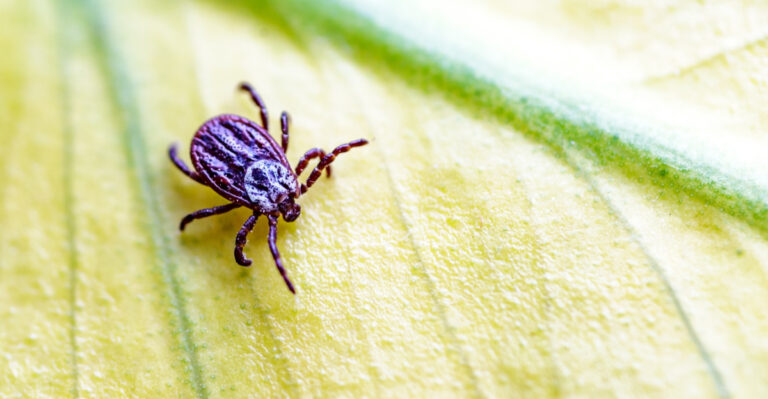 These Are The Virginia Yard Mistakes That Keep Attracting Ticks All Summer Long