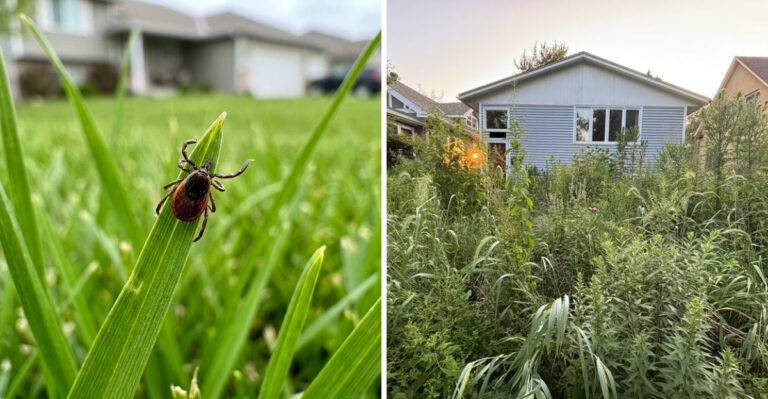 These Are The Yard Conditions That Make Michigan Gardens A Perfect Habitat For Ticks
