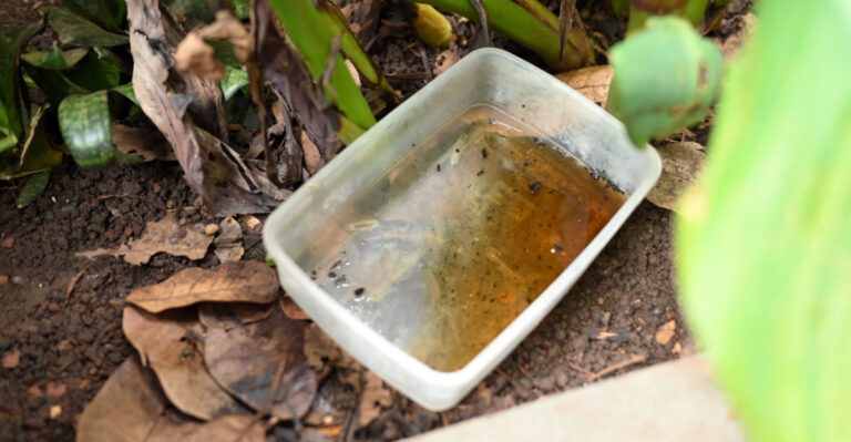 These Are The Yard Mistakes Pennsylvania Homeowners Make That Attract More Mosquitoes