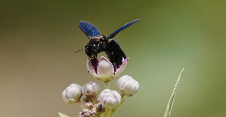 These Are the Reasons Your New Hampshire Porch Is A Carpenter Bee Magnet