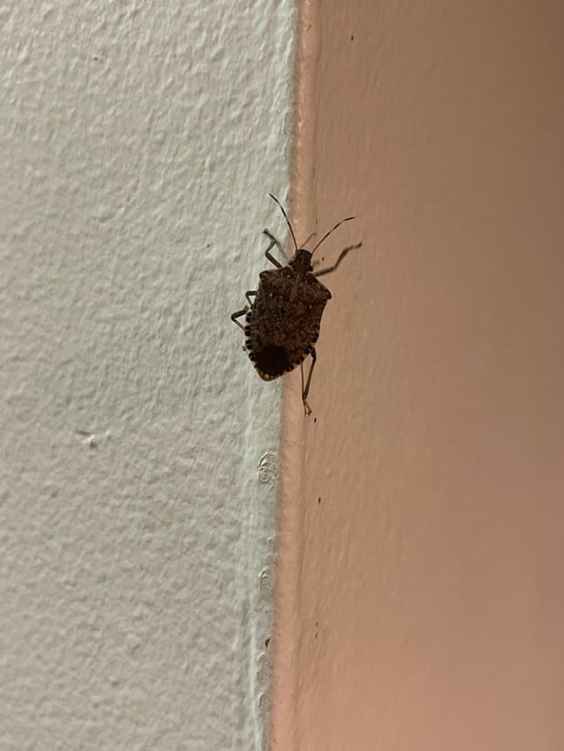 These Are the Spots In Your Home Stink Bugs Head To First