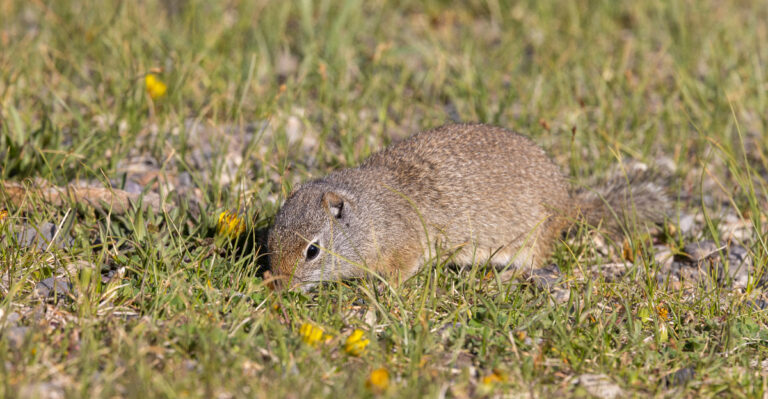 Squirrels (featured image)