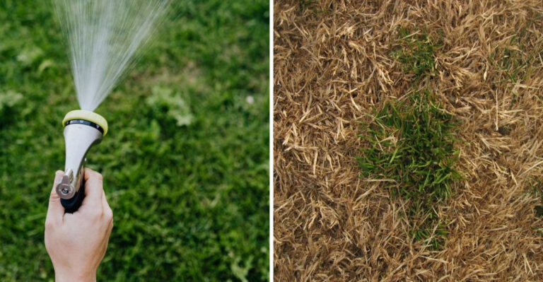 These Arizona Lawn Care Habits Are Making Bermuda Grass Harder To Manage In Summer