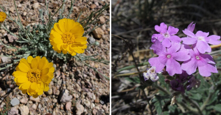 These Arizona Native Plants Look Their Best During Monsoon Season