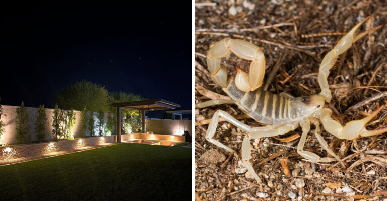 These Arizona Outdoor Lighting Mistakes Are Attracting More Insects And Scorpions
