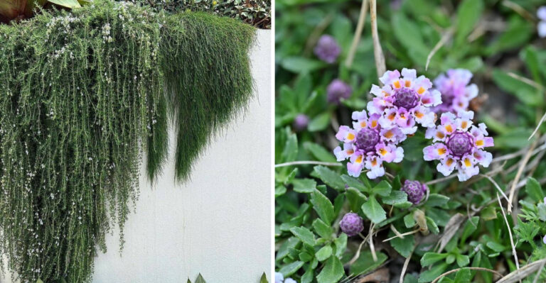 These Arizona Plants Smother Weeds Without Any Chemicals