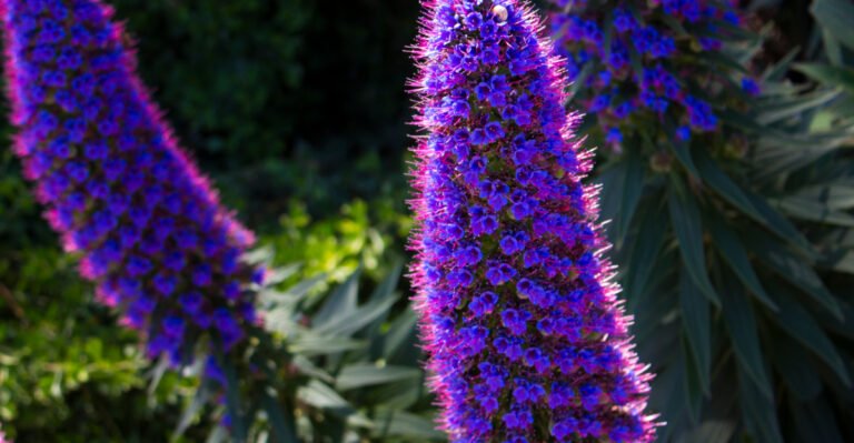 These Beautiful Plants Can Become A Problem In Small California Yards