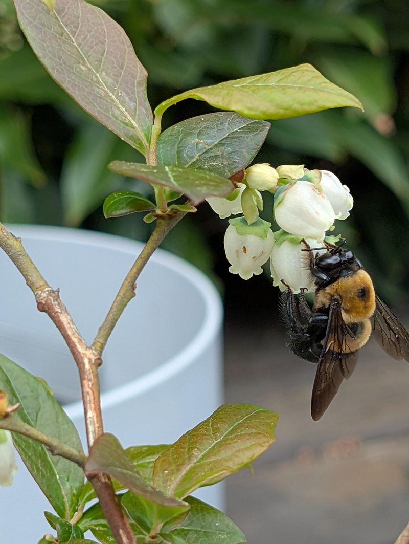 These Bees Are Important Pollinators These Bees Are Important Pollinators