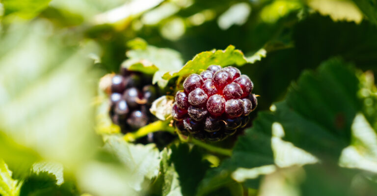 These Berry Plants Handle Oregon Conditions Better Than Blueberries In Tough Yards