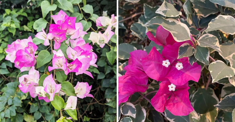These Bougainvillea Varieties Handle Arizona’s Extreme Summer Heat The Best