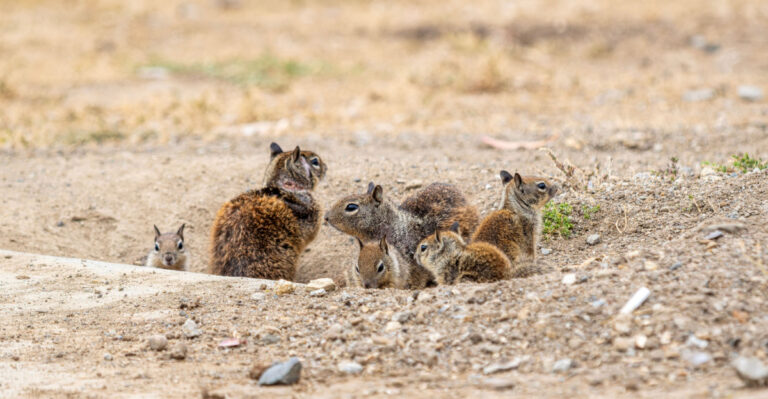 These California Ground Squirrels Are Doing Something Useful In Your Garden