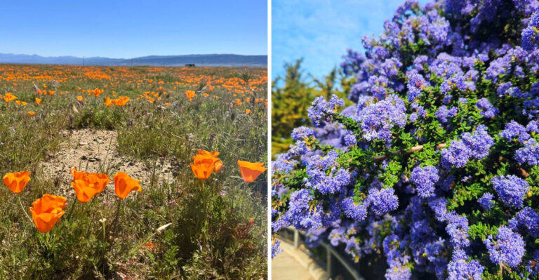 These California Plants Should Not Be Fertilized During July Heat
