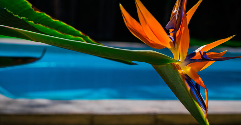These California Pool Plants Look Lush Without Dropping Leaves Everywhere
