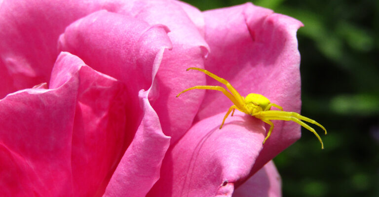 These California Spiders Are Garden Helpers You Should Never Remove