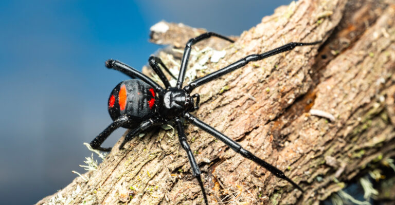 These California Yard Mistakes Can Attract More Black Widows To Your Home