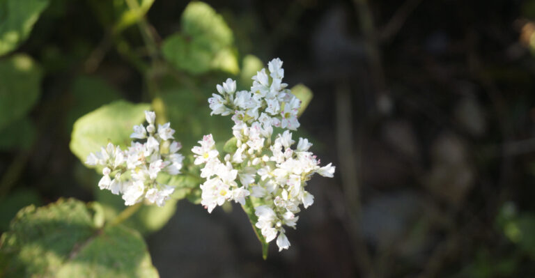 These Compact Native Plants Outperform Big Shrubs In California Yards