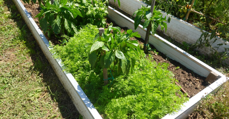 companion crops