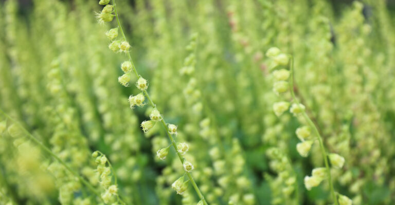 These Dense Oregon Natives Choke Out Bittercress Before It Gets A Chance To Seed