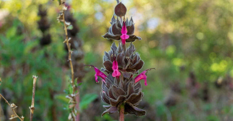 These Drought-Tolerant California Plants Suppress Weeds All Summer Long