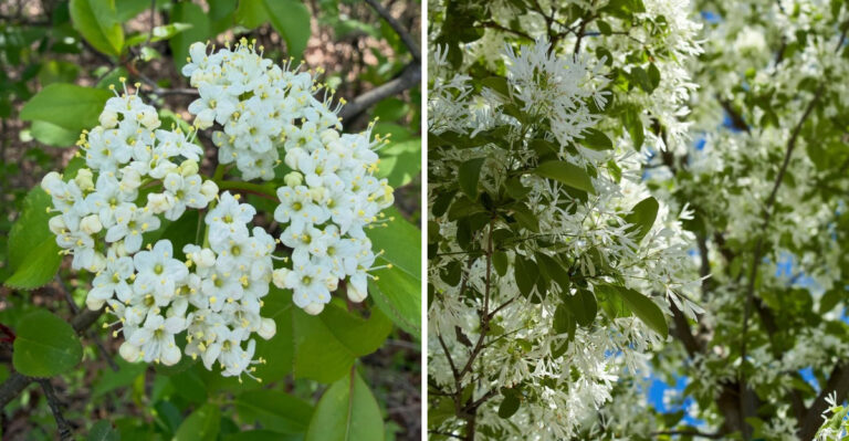 These Fast-Growing Native Trees Actually Belong Along North Carolina Fence Lines