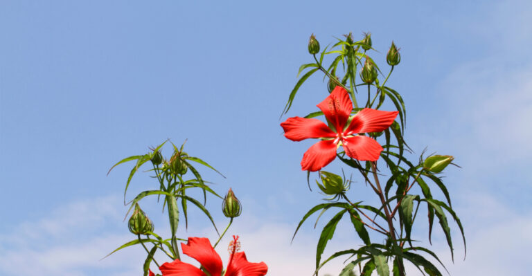 scarlet hibiscus