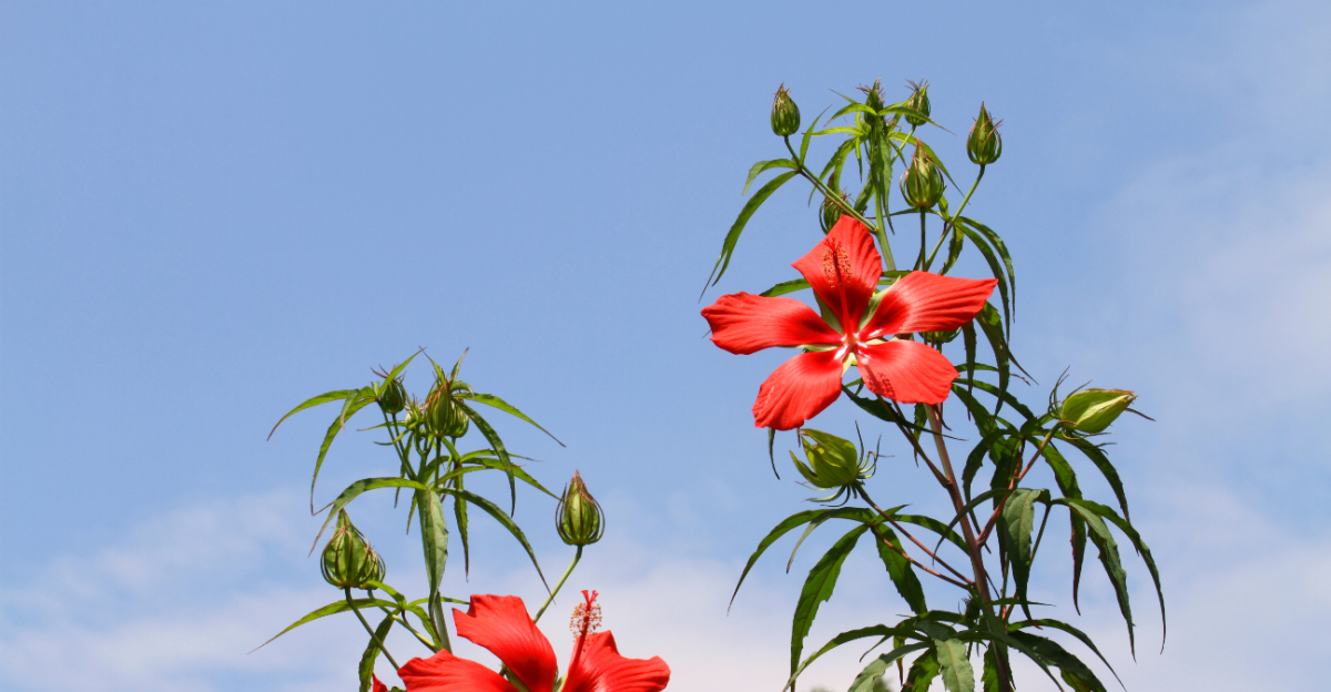scarlet hibiscus