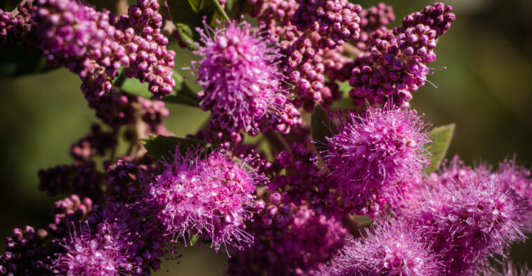 These Flowering Oregon Shrubs Create Privacy Without Looking Like A Green Wall
