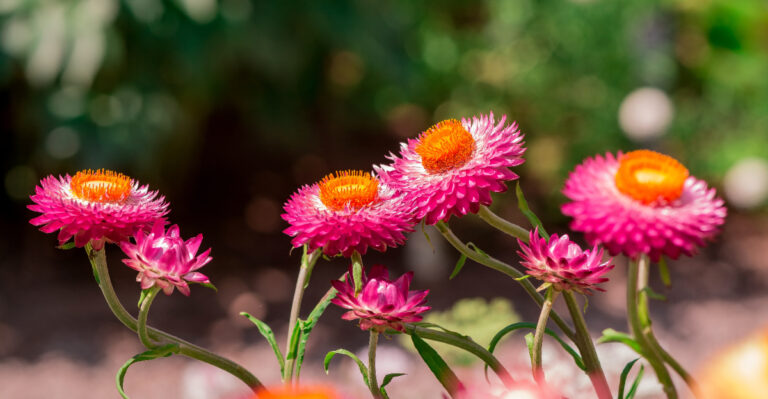 These Flowers Keep California Patio Containers Colorful Through Summer Heat