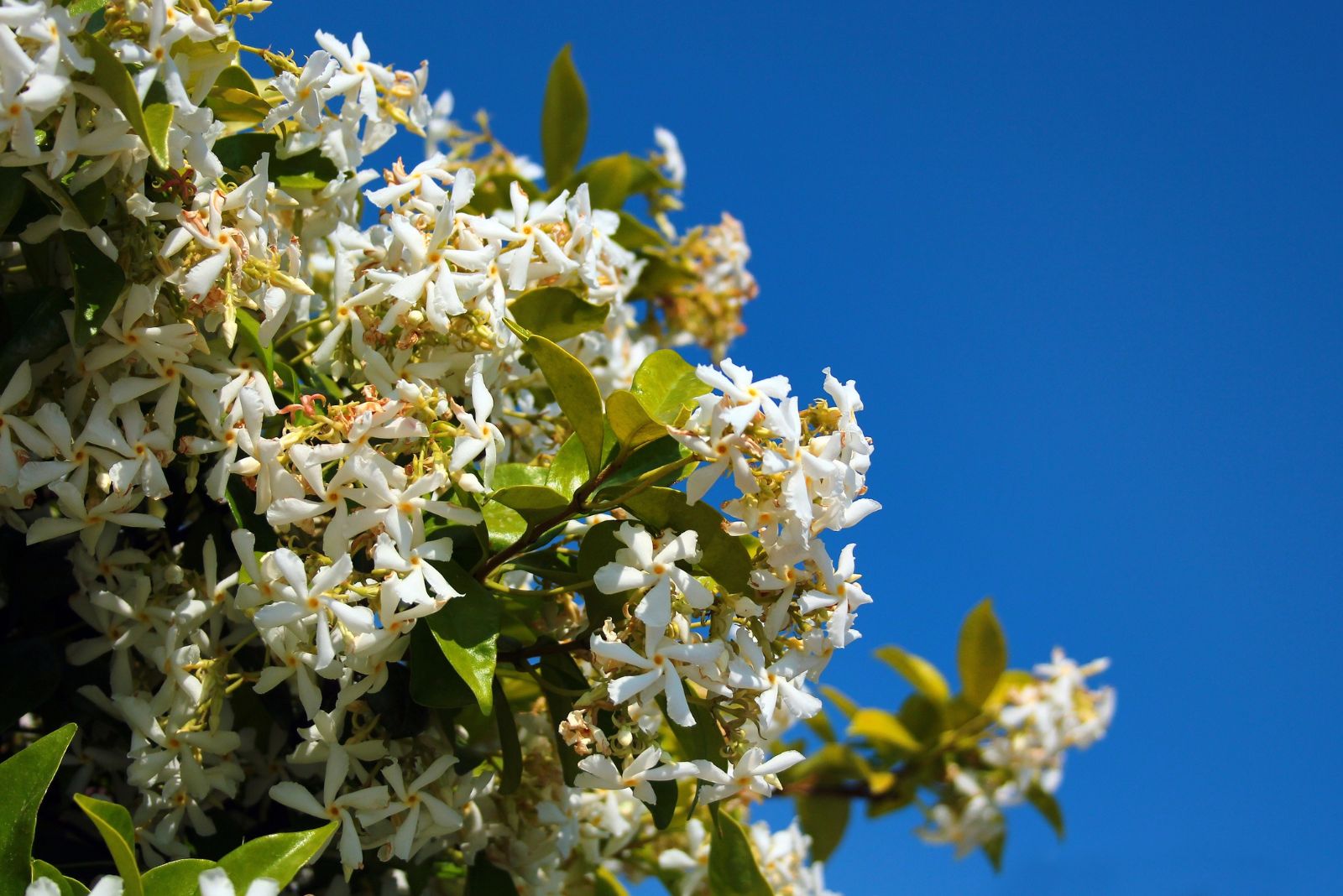 star jasmine