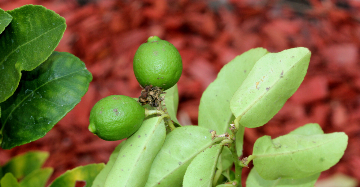 lime tree (featured image)