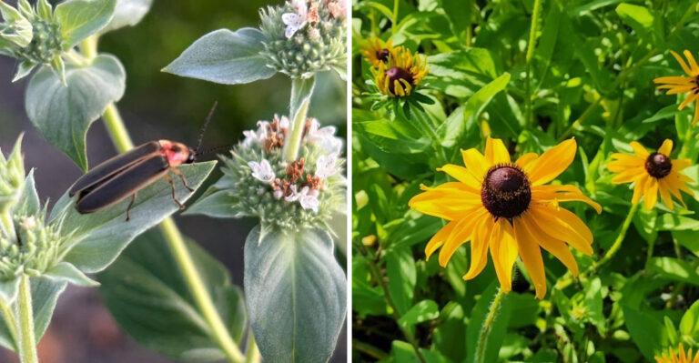 These Georgia Flowering Plants Can Provide Nectar For Adult Fireflies