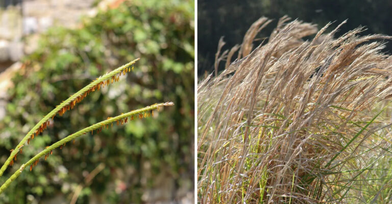 These Georgia Native Grasses Help Prevent Soil Erosion On Slopes