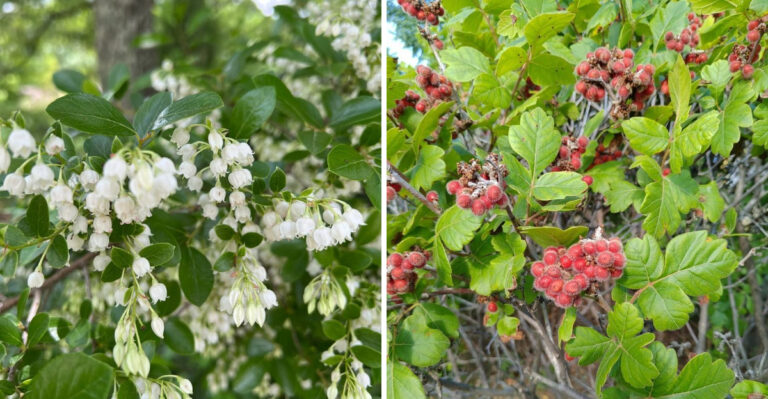 These Georgia Native Shrubs Stay Lush All Summer With Zero Extra Watering