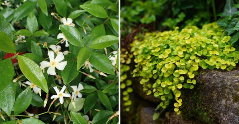 These Georgia Plants Smother Weeds Without Chemicals