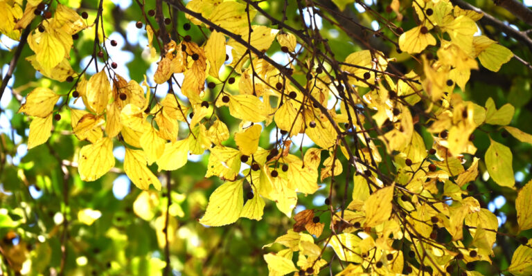 Image Credit: © tamu1500 / Shutterstock