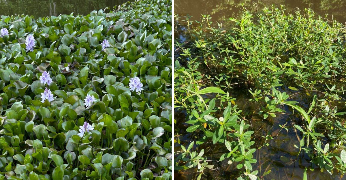 water hyacinth and aligatorweed
