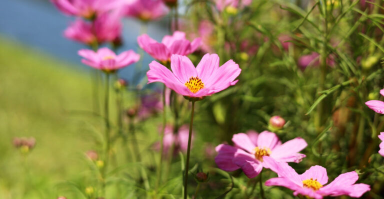 These Heat-Loving California Flowers Thrive When Planted In June